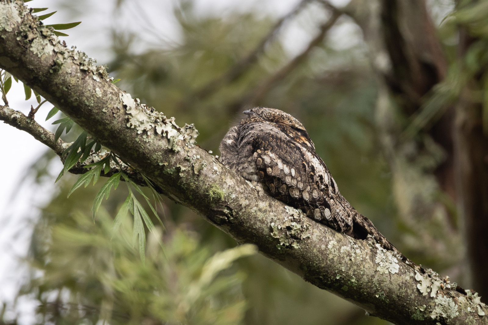 image Jungle Nightjar